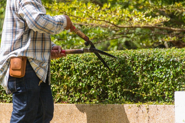 Garden Maintenance Greenwich, SE10